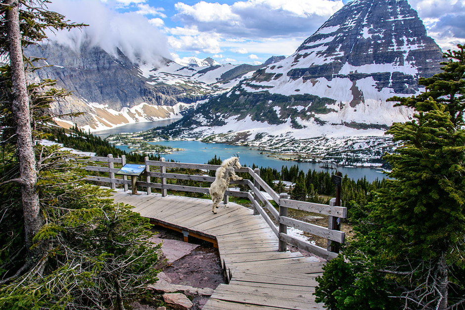 Plant and animal species thrive in Glacier National Park. Come see them by train with Amtrak Vacations. goat overlooking rails at Glacier National Park