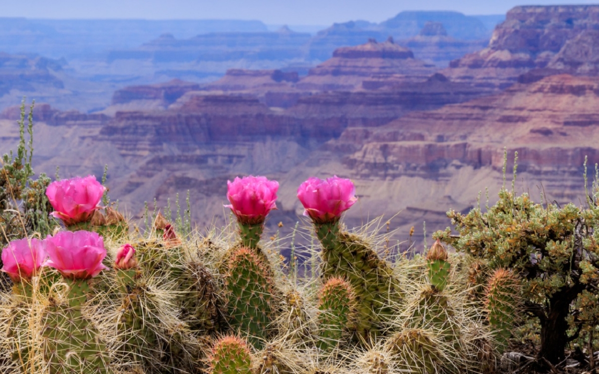 Grand-Canyon-View-Prickly-Pear-Cactus