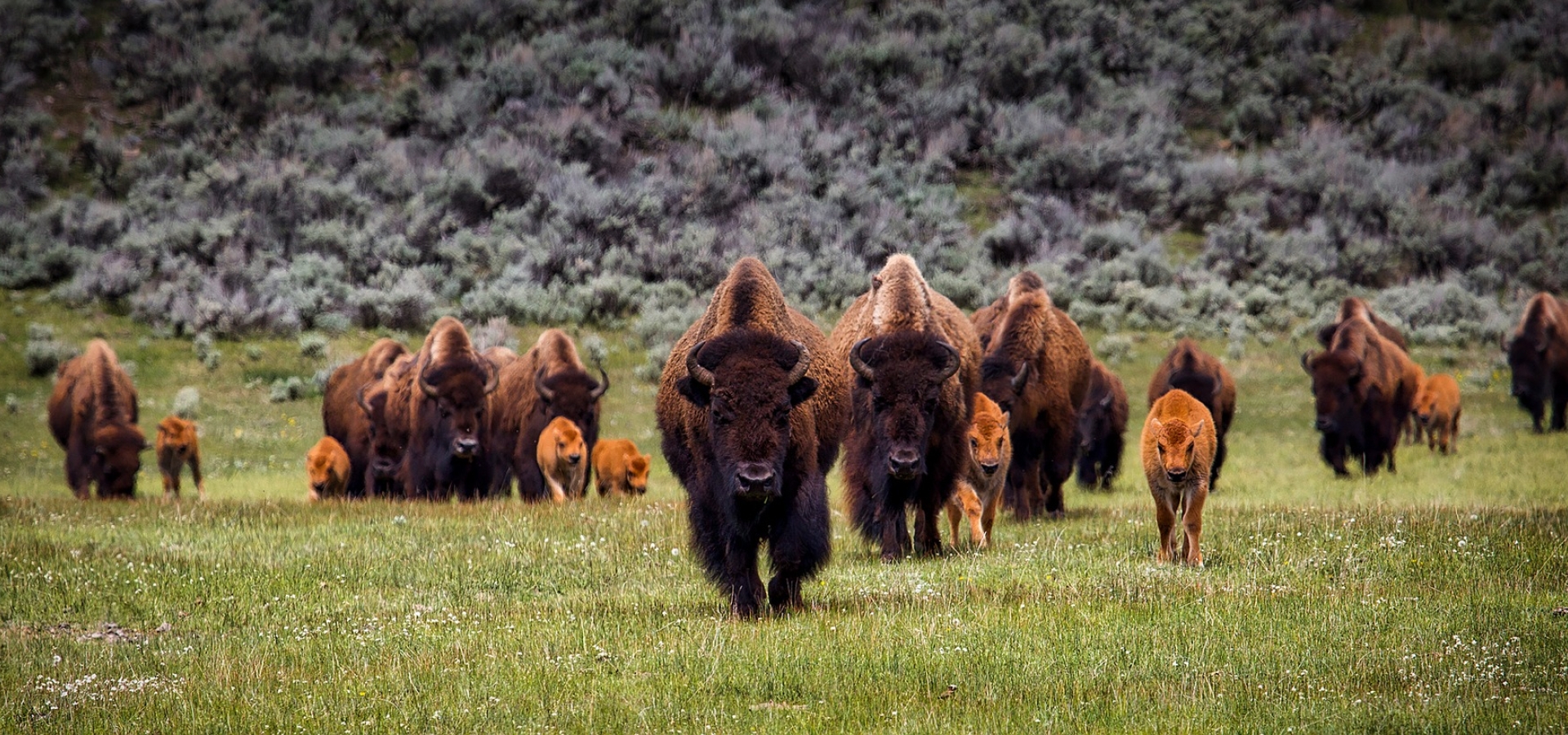 Bison-in-Yellowstone_1280x550