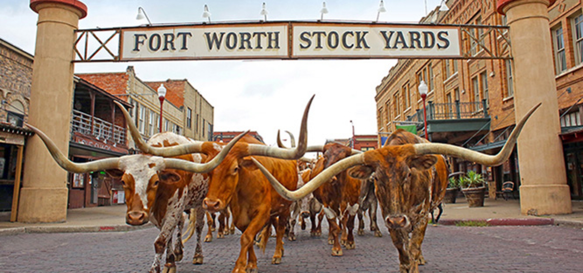 steer in Fort Worth Texas downtown streets