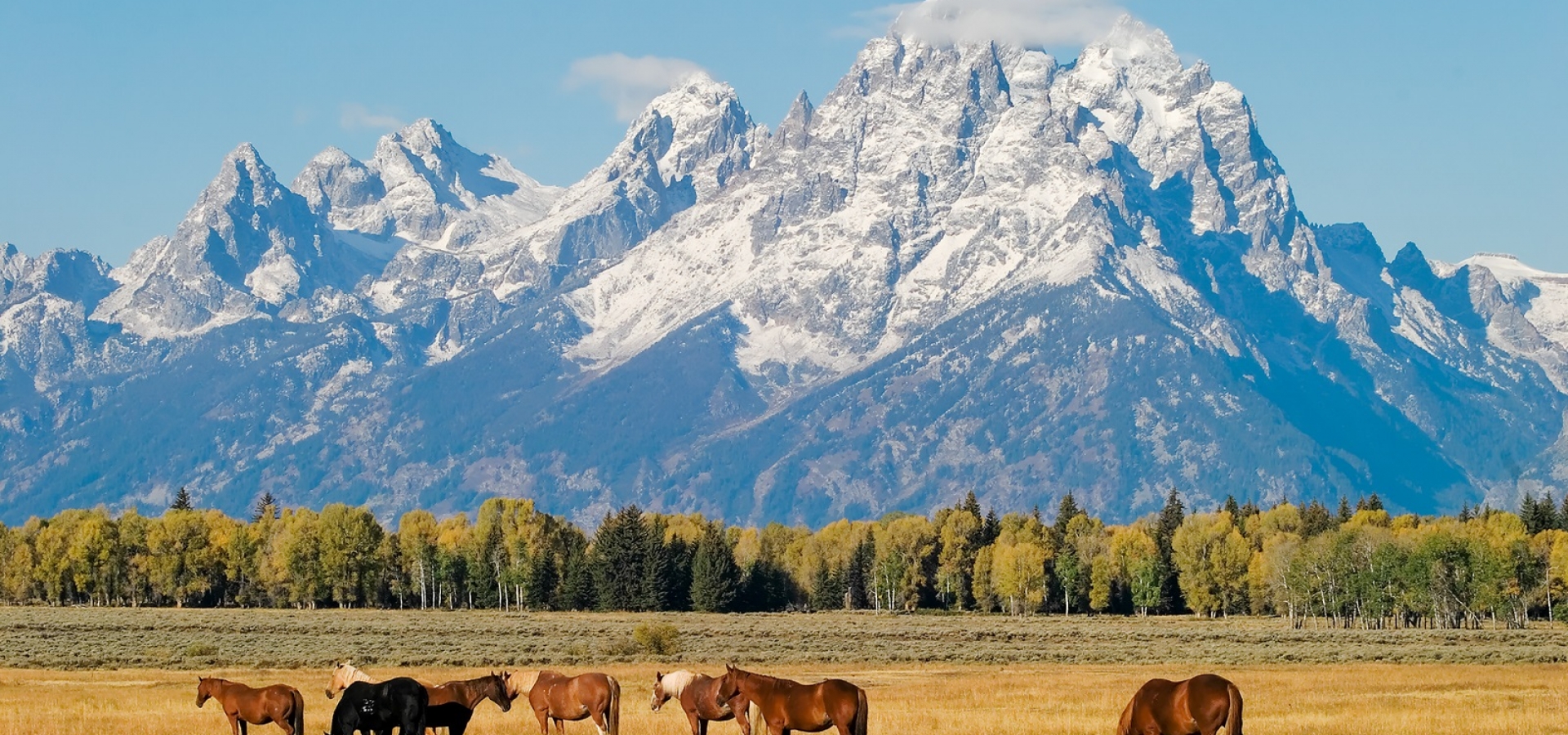 Grand_Teton_Horses