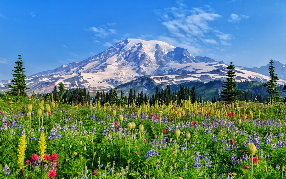 flowers in the field of Mount Rainier National Park